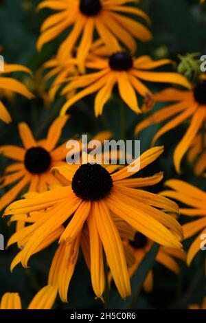 Sonnige gelbe Blüten mit einem braunen Herz, Rudbeckia fulgida goldsturm oder mehrjährige Koneblume genannt Stockfoto