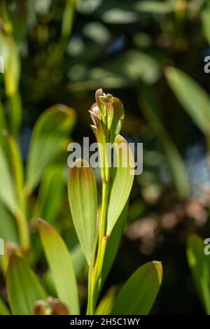 Akazie Melanoxylon oder Acacia Penninervis, dunkelgrün, schmale Blätter und kleine, kugelartige, gelblich-weiße Blüten. Wildes Schwarzholz oder Wattle ist floweri Stockfoto