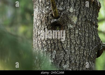 Kleine eurasische Zwergeneule, Glaucidium passerinum an der Tür ihres Nestes in einem großen Aspenbaum. Stockfoto