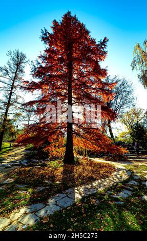 Park im Herbst. Foto Wojciech Fondalinski Stockfoto