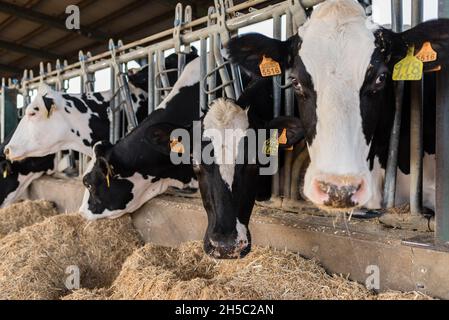 Herde von Kühen, die im Kuhstall auf einem Milchviehbetrieb Heu fressen. Stockfoto