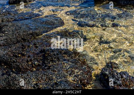 Nahaufnahme des vulkanischen Steinstrands mit Muscheln und Seepocken auf dem Wasser. Hochwertige Fotos Stockfoto