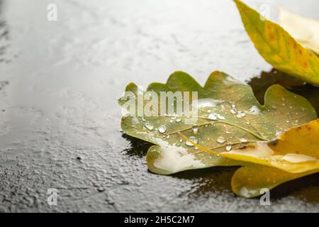Nasser Herbst gefallene Blätter auf nassem Asphalt. Stockfoto