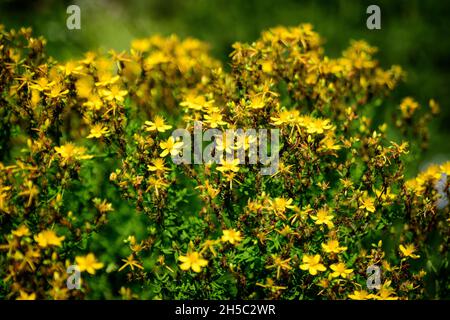 Viele zarte gelbe Blüten der Hypericum perforatum Pflanze, allgemein bekannt als Perforat oder Johanniskraut, in einem Garten an einem sonnigen Frühlingstag Stockfoto