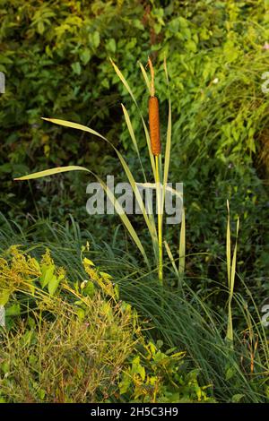 Laubkattail, Typha latifolia wächst an einem üppigen Flussufer in Nordeuropa. Stockfoto
