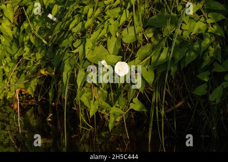 Hecken-Bindweed, Calystegia sepium blüht an einem Sommerabend auf einem Teich. Stockfoto