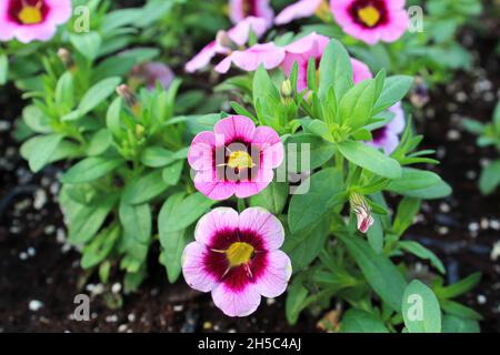 Leuchtend rosa und gelbe Petunien blühen im Garten Stockfoto