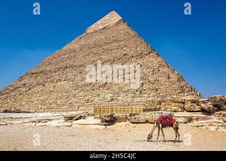 Kamel vor einer der Pyramiden am Pyramidenkomplex Gizeh in Ägypten Stockfoto