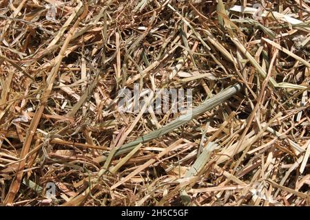 Trockenes, weiches Heu aus nächster Nähe Stockfoto