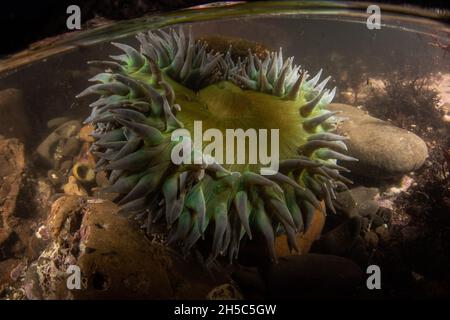 Eine riesige grüne Anemone, Anthopleura xanthogrammica, aus einem Tidepool im Fitzgerald Marine Reserve an der Westküste in Kalifornien. Stockfoto