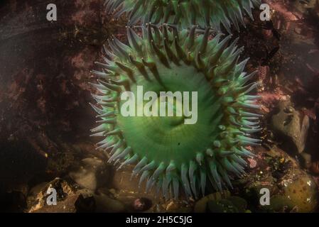 Eine riesige grüne Anemone, Anthopleura xanthogrammica, aus einem Tidepool im Fitzgerald Marine Reserve an der Westküste in Kalifornien. Stockfoto