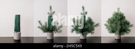 Collage von Schritt für Schritt Prozess aus weihnachtsbaum in Zementtopf mit Blumenschwamm. Handgefertigter Weihnachtsbaum aus natürlichen Kiefernzweigen. Nachhaltige Weihnachten, ohne Plastik, umweltfreundlich Stockfoto
