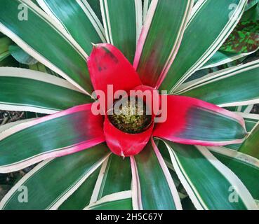 Bromeliade (Neoregelia) im tropischen Garten Stockfoto