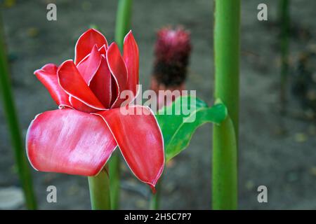 Rote Fackel-Ingwerblume (Etlingera elatior) Stockfoto