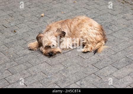 Ein streunender Hund liegt auf einem gefliesten Pfad Stockfoto