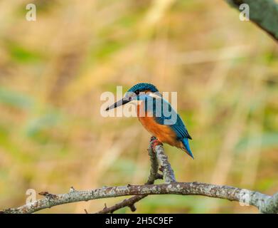Eiskönigin auf Barsch, Teifi-Sümpfe, Cardigan, Aberteifi, Wales Stockfoto