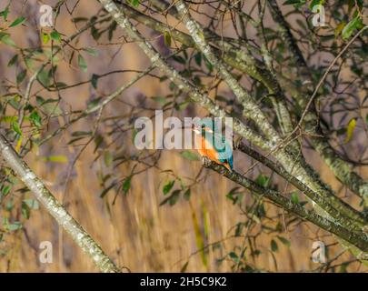 Eiskönigin auf Barsch, Teifi-Sümpfe, Cardigan, Aberteifi, Wales Stockfoto