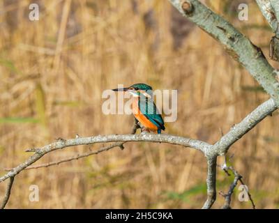 Eiskönigin auf Barsch, Teifi-Sümpfe, Cardigan, Aberteifi, Wales Stockfoto