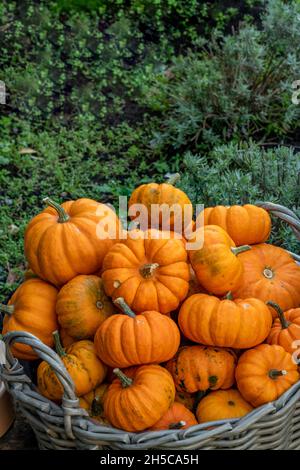Haufen von Kürbissen bereit für die Feierlichkeiten an der halloween-Nacht im oktober, gestapelt große orange Kürbisse bereit zum Verkauf für halloween-Partys oktober. Stockfoto