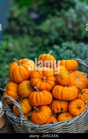 Korbkorb gefüllt mit leuchtend orangenen Kürbissen oder Kürbissen auf einem Bauernmarkt Gemüsestände im Norden von norfolk uk. Kürbisse und Kürbisse Stockfoto