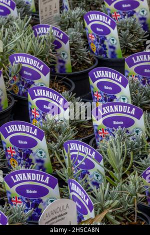 Kleine Lavendelpflanzen zum Verkauf in Reihen in einem Garten cntre im Norden norfolk auf norfolk Lavendelfarm. norfolk Gartencenter Verkauf Lavendelpflanzen. Stockfoto