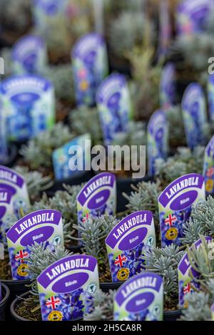 Kleine Lavendelpflanzen zum Verkauf in Reihen in einem Garten cntre im Norden norfolk auf norfolk Lavendelfarm. norfolk Gartencenter Verkauf Lavendelpflanzen. Stockfoto