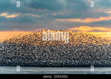 murmuration von watenden Seevögelwadern im RSPB-Reservat am snettisham-Strand im Norden norfolks, Seevögel-Murmuration, Watvögel, Watvögel-Murmuration, RSPB Stockfoto