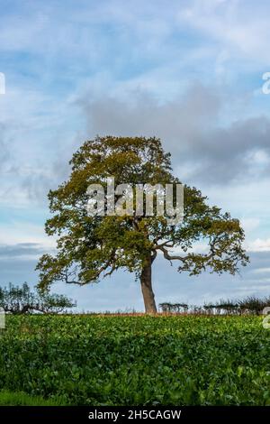 Einsamer Baum, einsamer Baum, Baum am Horizont, einzelner, alter Baum, alleinstehender Baum, herbstlich, Einsamer Baum, Landschaft, eigener Baum, einsamer Baum Stockfoto