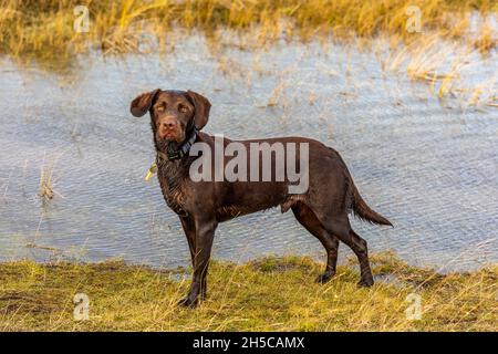 labrador springer Spaniel Kreuz, Labradinger, springerdor, springador, Gundog, retriever, Cross-Rassen, Hunderassen, Shooting Dog, Gundog Retriever. Stockfoto