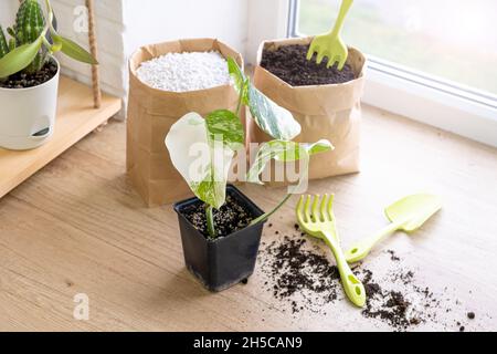 Monstera borsigiana albo wurde in einem schwarzen Topf zum Anbau von Setzlingen gefärbt. Gartengeräte, Kakteen und Papiertüten sowie verstreute Erde auf der Fensterbank Stockfoto