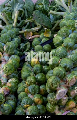 brüssel sprießt auf Stielen an einem Gemüsehändler-Stand auf einem Markt, frische grüne Sprossen, Sprossen auf Stielen auf einem Gemüsehändler-Markt. Stockfoto