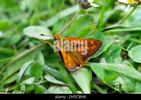 Ein männlicher großer Skipper (Ochlodes sylvanus) Schmetterling rast auf Gänseblümchen-Blättern, zeigt den Oberflügel, in Sussex, England, UK. Stockfoto