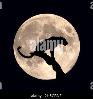 Ein Panther in einem Baum ist auf der Jagd nach Beute. Mondnacht in der afrikanischen Savanne Stockfoto