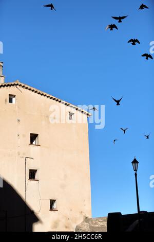 Vögel fliegen am blauen Himmel, Grasse, Alpes-Maritimes, 06, Cote d'Azur, PACA Stockfoto