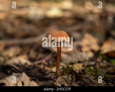 Betrüger Pilz im englischen Wald. Stockfoto