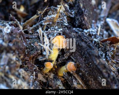 Winziger Honigpilz auf Tiermist während des Frosts Stockfoto