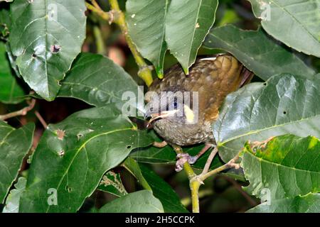Lewins Honeyeater Meliphaga lewinii. Manchmal auch Bananabird oder Orangen-Vogel genannt. Schnabel öffnen. Coffs Harbour, NSW, Australien Stockfoto