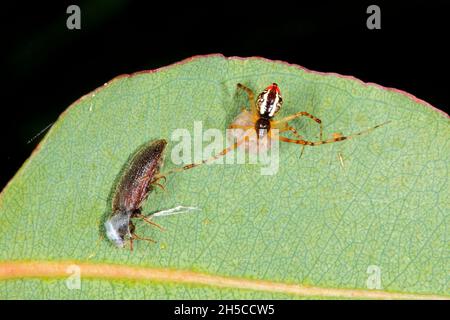 Spinnennetz-Spinne, Weibchen mit Eiersack, Theridion pyramidale. Auch bekannt als Tangleweb-Spinne oder Kammfußspinne. Hat einen braunen Käfer im Netz. Coffs Stockfoto