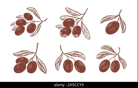 Zweig des Olivenbaums mit Früchten und Blättern gesetzt . Vektorzeichnung auf weiß Stock Vektor