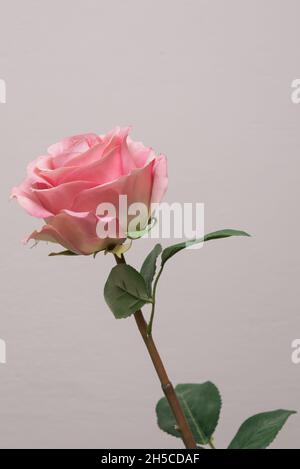 Frische rosa Rosenblüte mit Dornen auf grauem Hintergrund Stockfoto