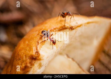 Nahaufnahme von Ameisen, die auf Pilzen fressen. Geringe Schärfentiefe, selektiver Fokus Stockfoto