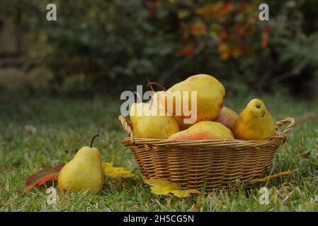 Reife Birnen im Weidenkorb im Freien im Herbst Stockfoto