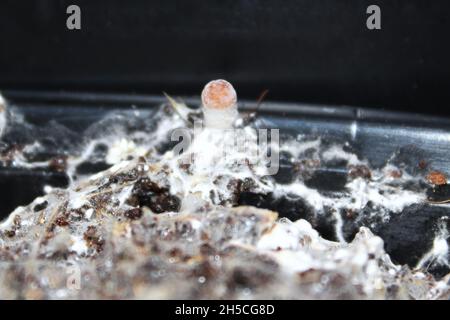 Ein winziger Pilz wächst aus Mycel fruchtend Stockfoto