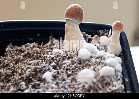 Kleine Pilze, die zu Hause in einem Behälter Früchte tragen Stockfoto