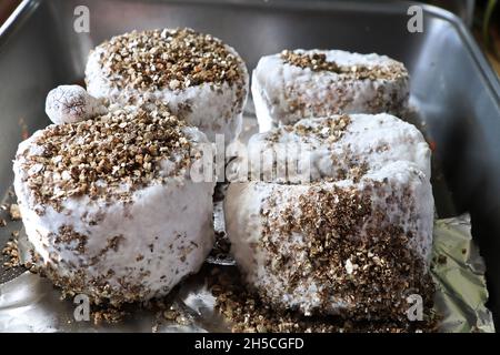 Vermiculit-Reiskuchen voller Mycel, fertig zum Obst Stockfoto