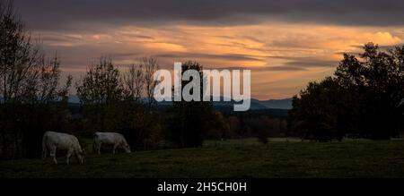 Abend mit Kühen auf einer Weide mit Bergen im Hintergrund, Oberbayern Stockfoto