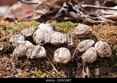 Getrocknete Puffballpilze, die auf einem moosigen Baumstamm wachsen Stockfoto