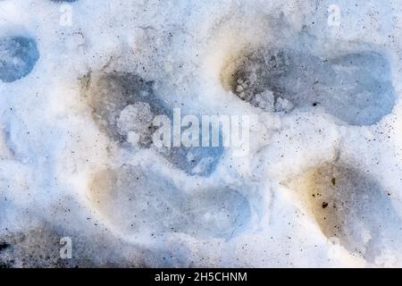 Blick von oben auf die Fußabdrücke von Stiefeln im Schnee Stockfoto