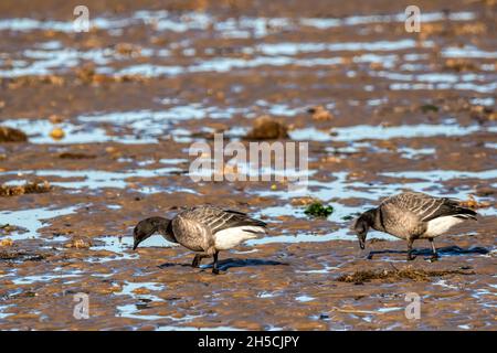 Ein Paar brent-Gänse, Branta bernicla, an der nördlichen Norfolkküste der Nordsee bei Brancaster. Stockfoto