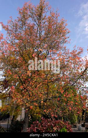 Amerikanischer Amberbaum (Liquidambar Styraciflua) Und Hecke aus